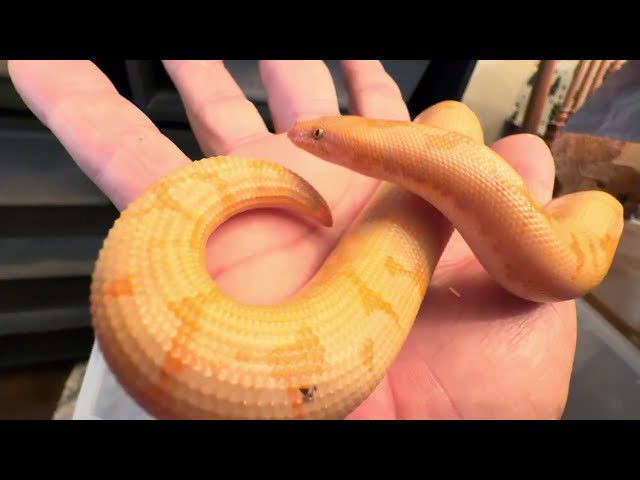 Snake collection update #sandboa #reptiles #ballpython #hognosesnake #pets #animals #sandsnake 