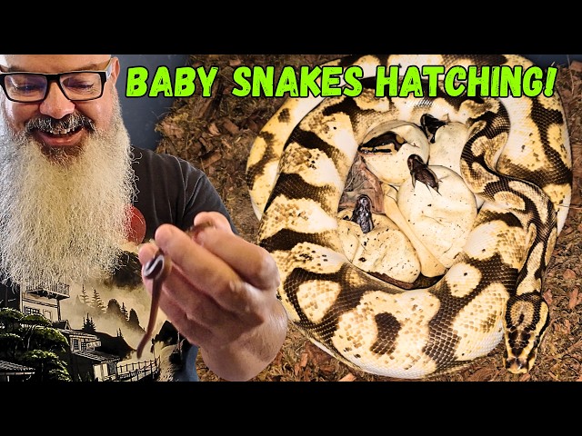 Two Clutches, One Epic Hatching Video! Ball Pythons & House Snakes