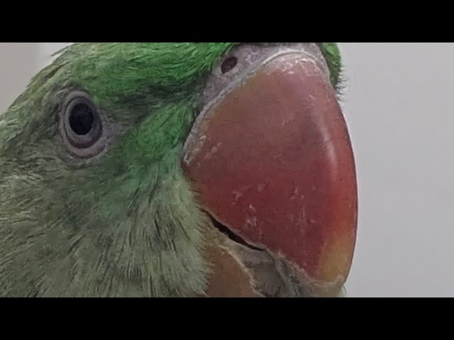 Manal and Parrots is live
