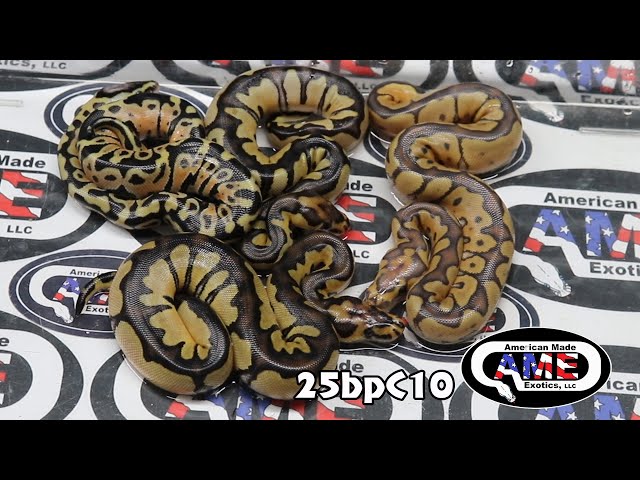 25bpC10  fm Chocolate Het Clown Het Hypo x m Hypo Clown Enchi Pastel