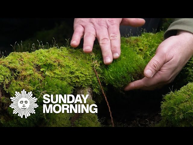 The beauty of moss