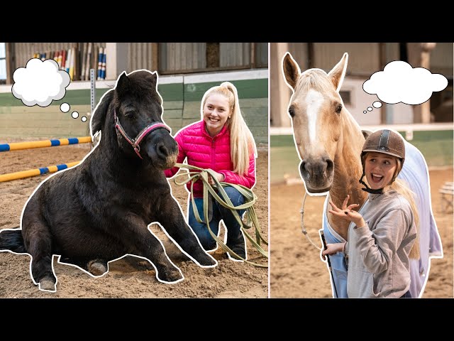 WENN MEINE PFERDE SPRECHEN KÖNNTEN...