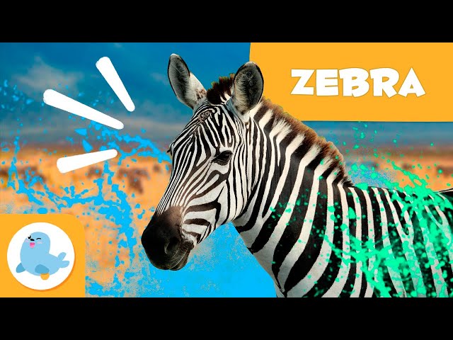 ZEBRAS 🦓 Animals for Kids 🍃 Episode 16