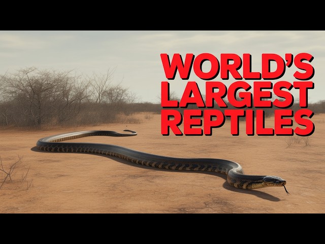 Most Massive Pythons in the World: A Closer Look | Wildzoomed