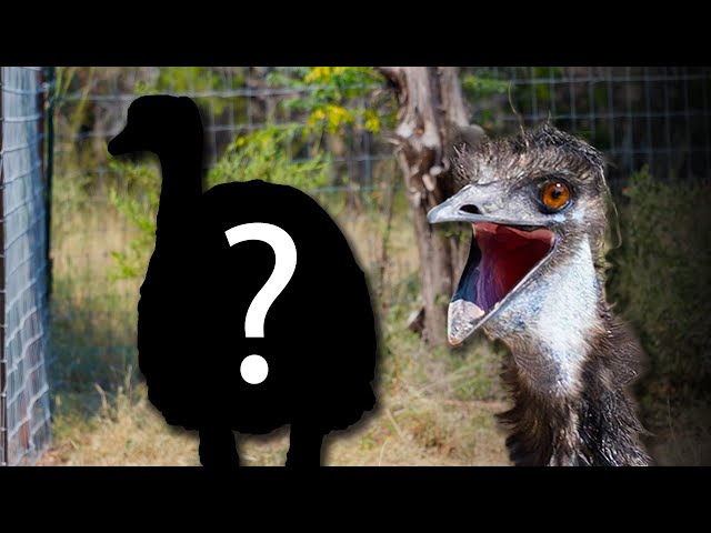 Our emu got a new friend