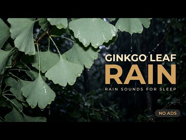 Rain Sounds for Sleeping | Continuous Night Rain on Ginkgo Leaves