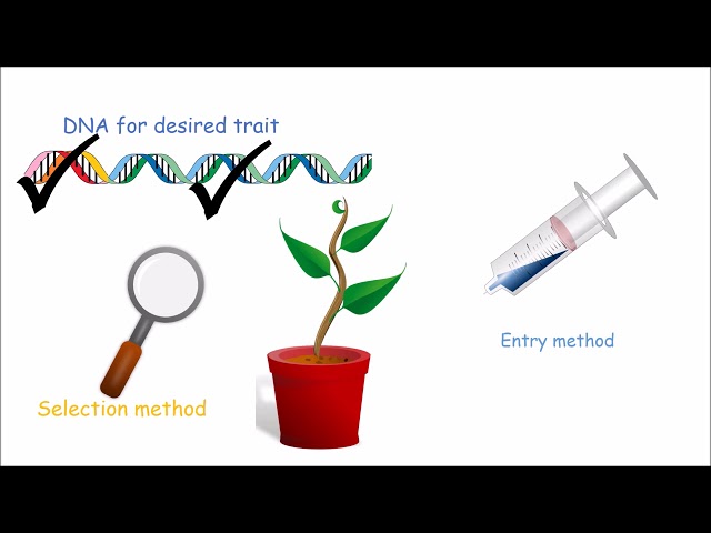 How to Make a Genetically Modified Plant