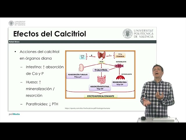 Papel Renal en la Síntesis de Vitamina D y Regulación del Calcio y Fósforo | 46/50 | UPV