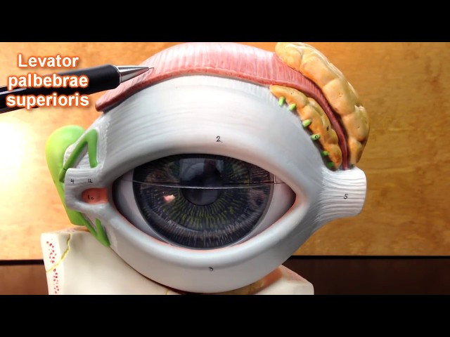 The Eye Model