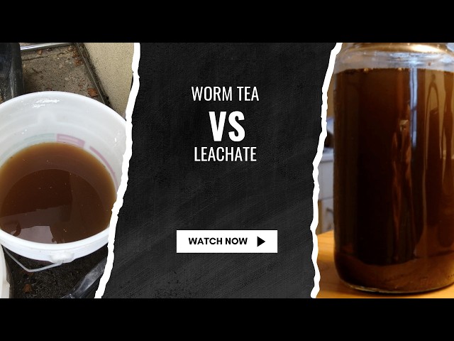 Worm Tea vs Leachate: The Real Difference Explained