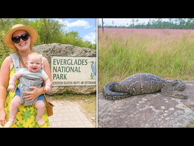 Single Mom Vanished in Everglades, 1 Year Later a Python Is Found With a Strange Bulge…