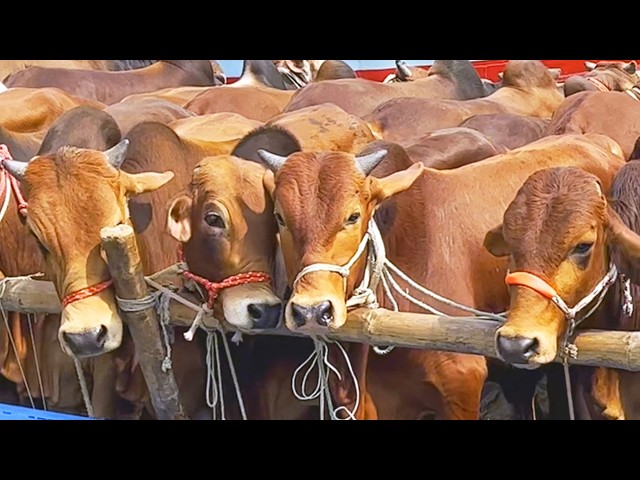 cow unloading, cow videos, cow video, animal, big cow, goru hamba cow, Ep-195