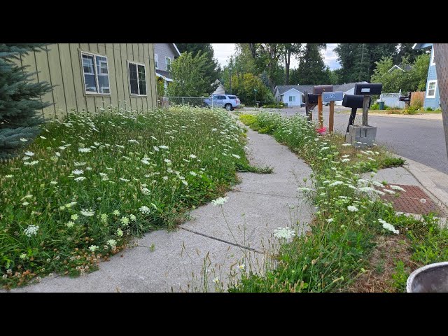 He Warned Me About His Yard… And I’m Glad He Did