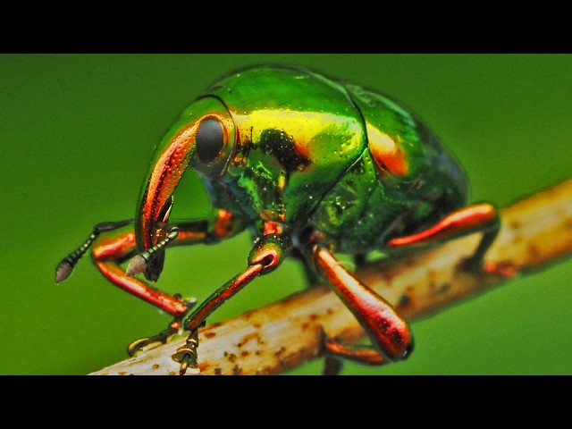 The Most COLOURFUL Bugs Of All Time