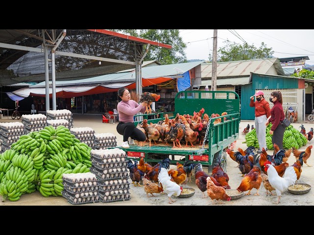 368 Days Use Truck To Buy Many Big Catfish, Chickens, 900+ Ducks Eggs Goes To Country Market Sell
