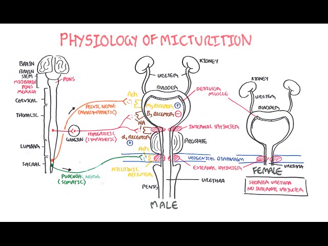 Physiology of Micturition