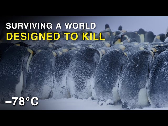 Why Penguins Choose to Freeze Into Antarctica’s Deadliest Winter