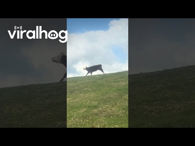 When Cows Go Cow Tipping || ViralHog