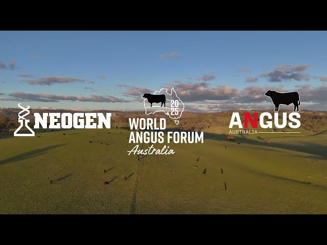 Showcasing the diversity of Angus breed