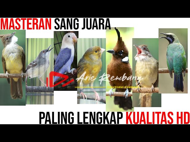 KOMBINASI MASTERAN PALING LENGKAP UNTUK SANG JUARA