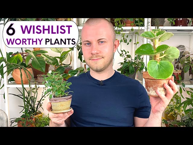 6 Wishlist Worthy Houseplants