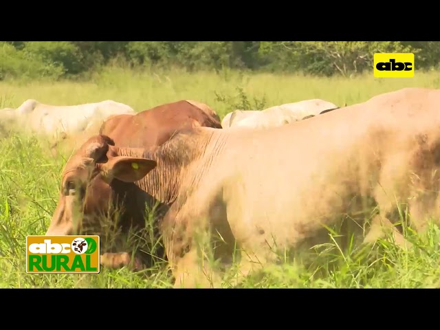 ABC Rural: Intensive grazing with 350 animals on 2.5 hectares