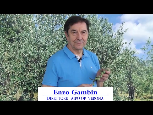 Olive Periodical August 21, 2026