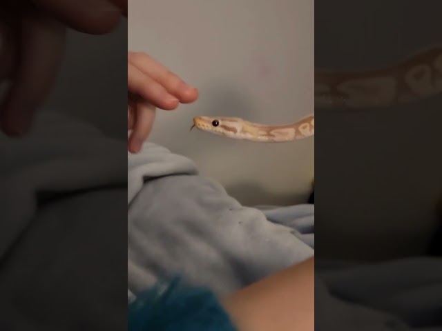 Let me boop your snoot!!!!
