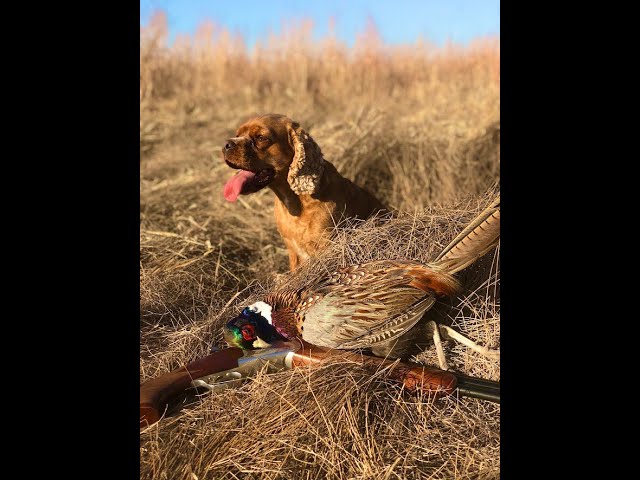 PHEASANT OPENER! Iowa 2022 (PUBLIC LAND) #PheasantHunting #BirdDog #CockerSpaniel