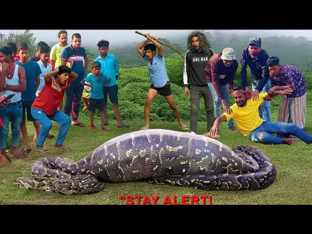 Giant Python Attacks Hunters: Real Life Horror! Wild Python AttacksThe jungle boys King Cobra Python