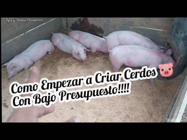 Como Empezar a Criar CERDOS🐷 con Bajo Presupuesto💵 Materiales de fácil Acceso
