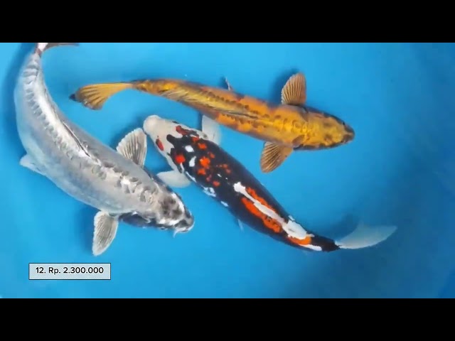 MEDIUM TO JUMBO #koiblitar #ornamentalfish #qualitykoifish