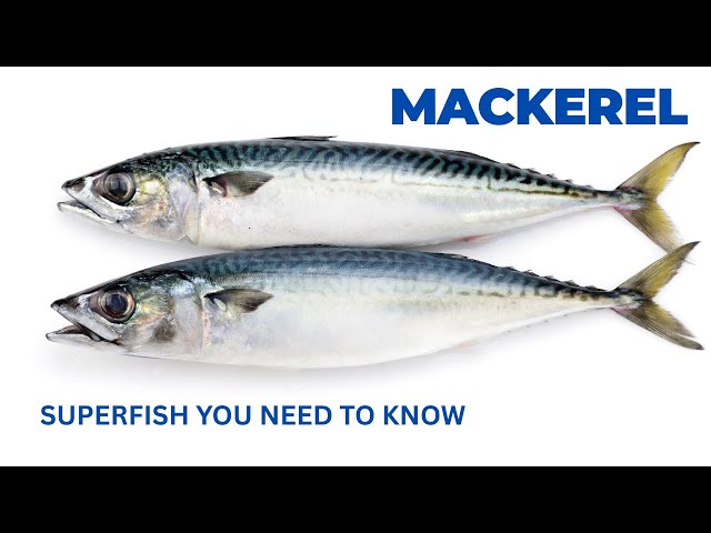 Mackerel: The Super fish You Need to Know
