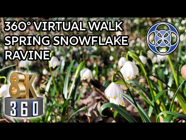 Snowflake Ravine Nature Reserve - VR 360° Travel Experience - 360 8K VR with Ambisonic spatial sound