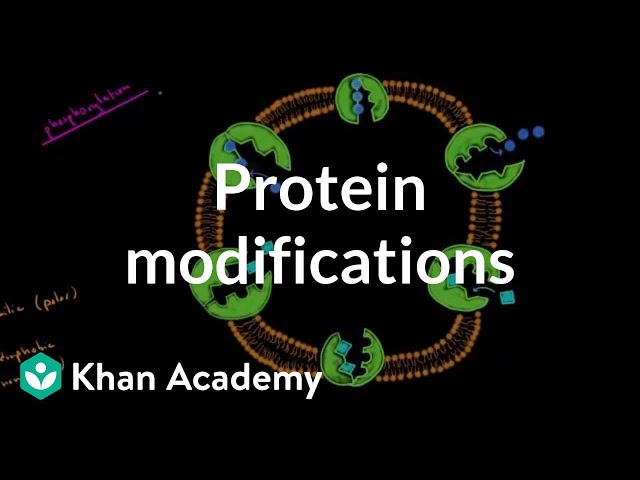 Protein modifications | Biomolecules | MCAT | Khan Academy