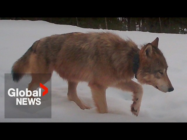 Debate grows over B.C.'s controversial wolf cull initiative