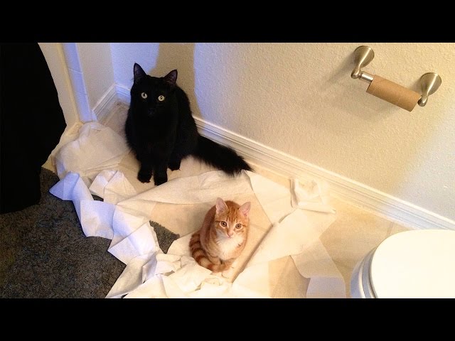 CAT LOGIC - Cole and Marmalade
