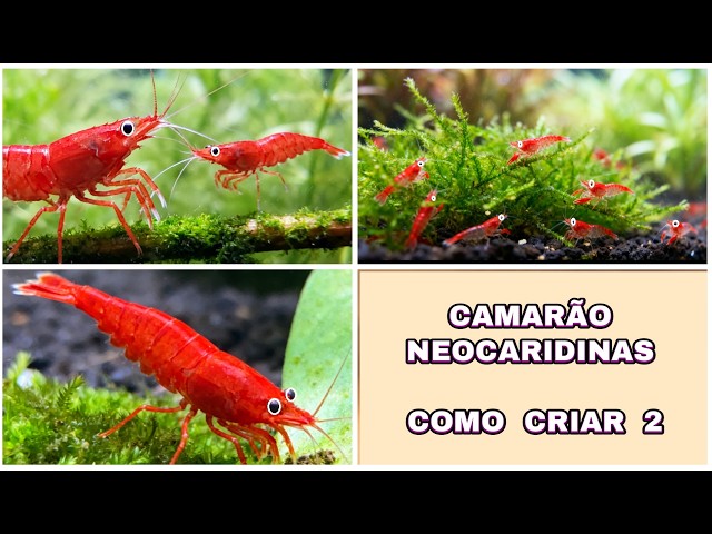 Neocaridina Shrimp - How to raise 2 - Neocaridina shrimp #aquarium #neocaridina #aquariumkeeping