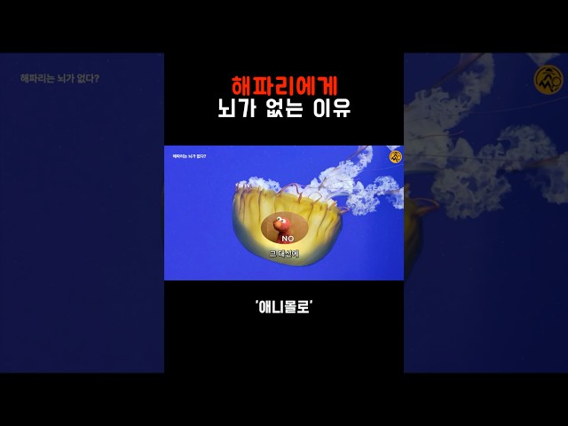 Jellyfish don't have brains? How do they survive without them?