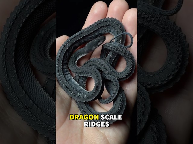 3 Snakes You Were NEVER Supposed to Know Existed😳‼️