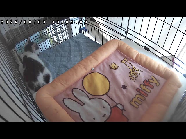 3️⃣ 保護猫たちの見守りカメラ《中央プラケージ上段》【里親さま募集】｜保護ねこの家 24時間ライブ配信