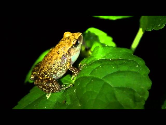 Rio Grande Chirping Frog