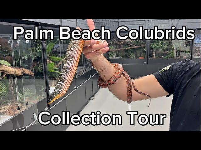 ¡Una de las mejores colecciones de colúbridos de EE. UU.! | Colúbridos de Palm Beach