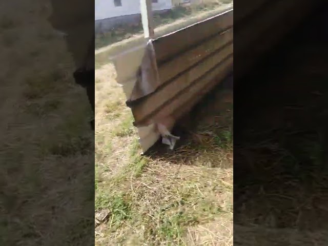 Pulin Vulin pronasao drogu I utekao