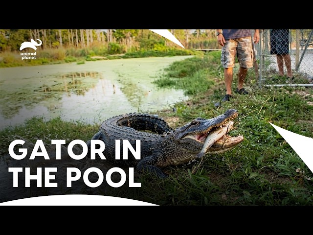 The Tense Moment With A Gaboon Viper | Gator Boys S1C E5 | Animal Planet India
