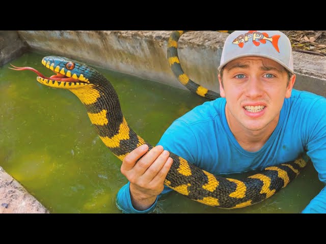 ¡Descubrí una laguna llena de serpientes venenosas!