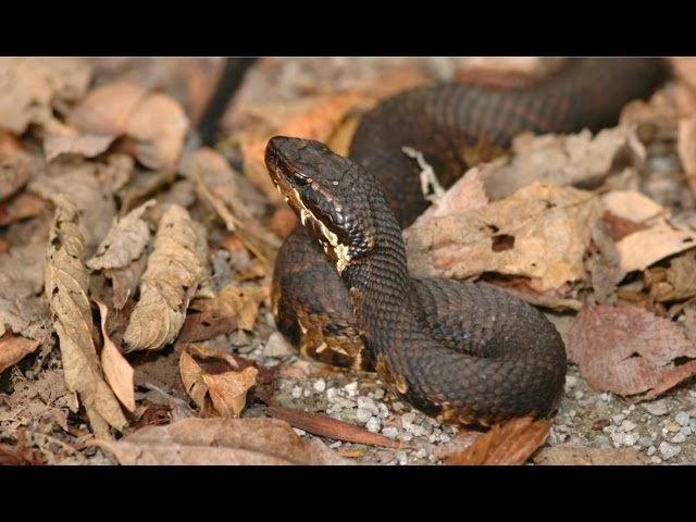 How to Avoid a Snake Bite