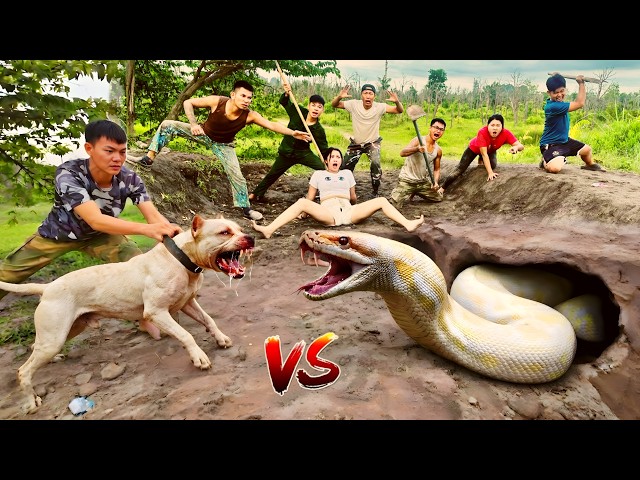6 Brave Hunters Use a Pitbull Catch Ferocious Giant White Python to Rescue a Girl