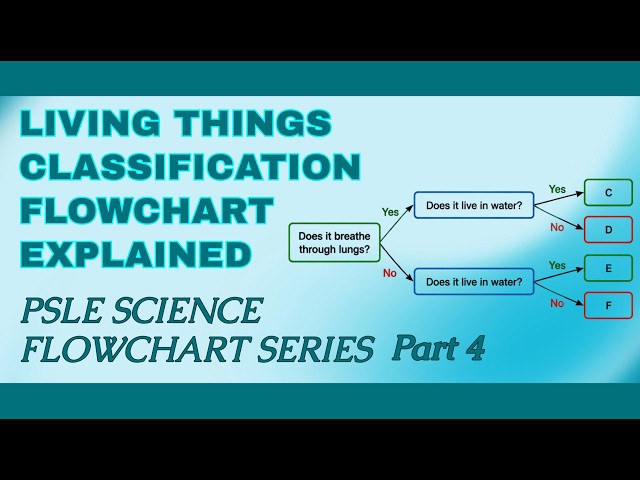 Living Things Classification  Flowchart Series Part 4