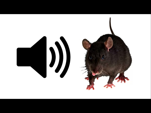 Rat - Sound Effect | ProSounds